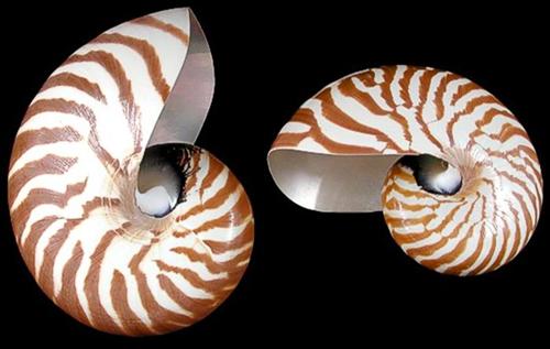 Nautilus Shells