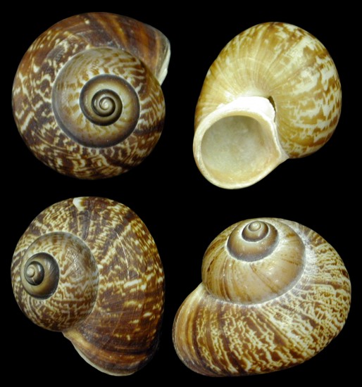 Fernandezi Snail Shells