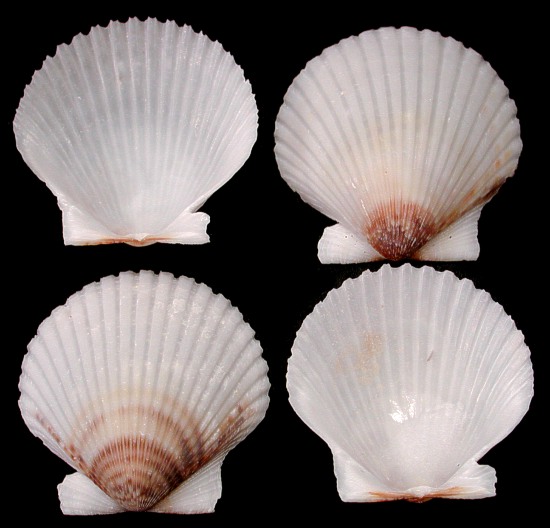 scallop shells many varieties and sizes