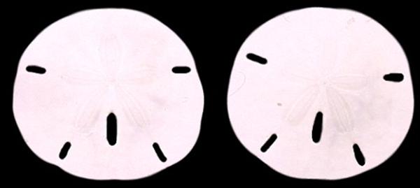 Florida Sand Dollars md