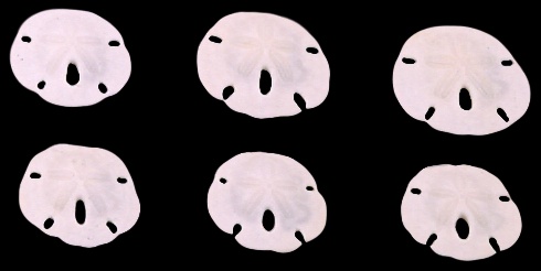 Florida Sand Dollars xsml