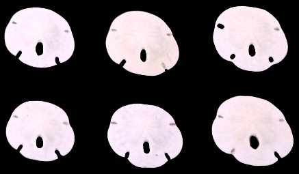 Florida Sand Dollars xxsml