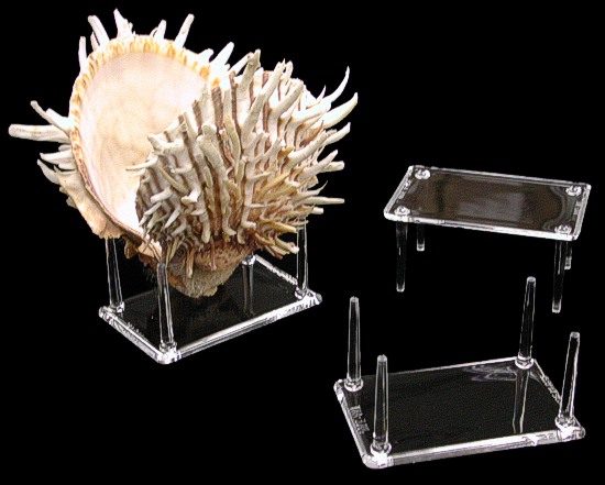 Natural Abalone Shell Large Conch Seashell Display Stand Aquarium Decor X5P2 