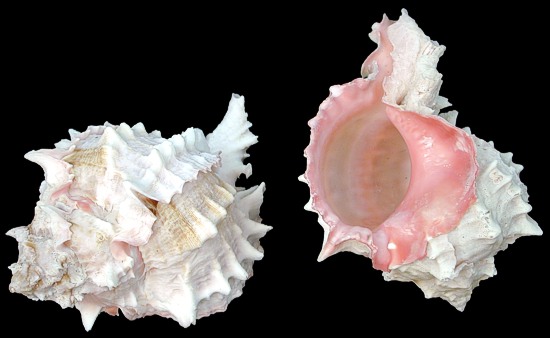 Murex shells of the tropics