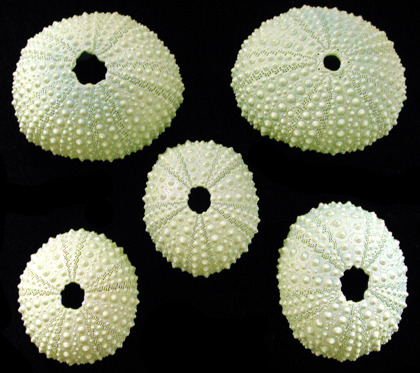 Green dyed sea urcins