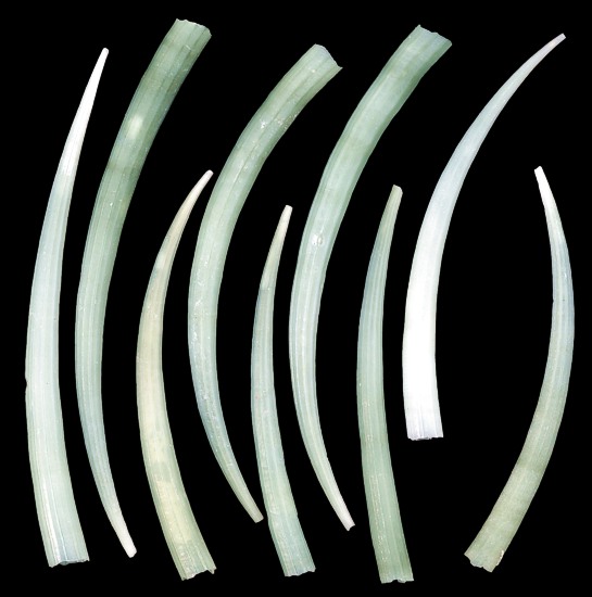 Green Tusk Shells  1/1/13