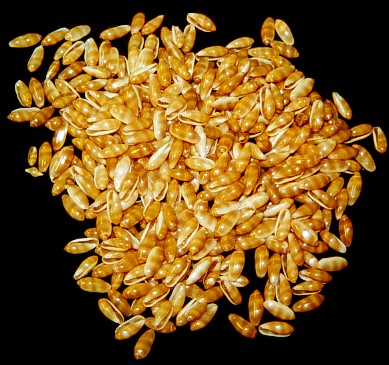 Hawaiian Rice Shells    10/23/13