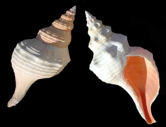 Horse Conch T1-5   