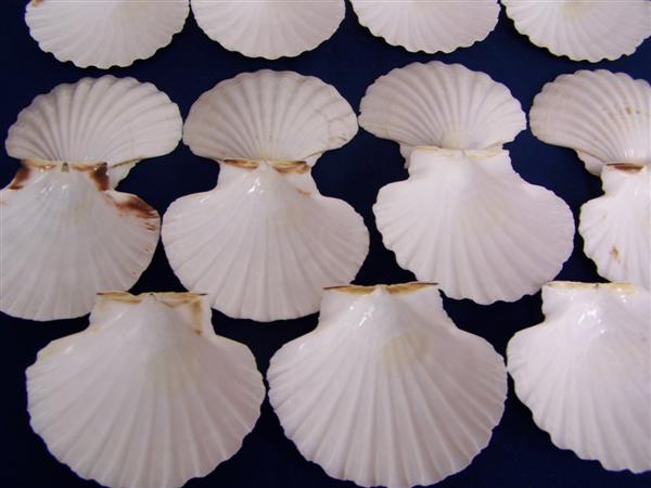 HIC Set of 6 Natural King Scallop Baking Shells 3 ¼ inch 