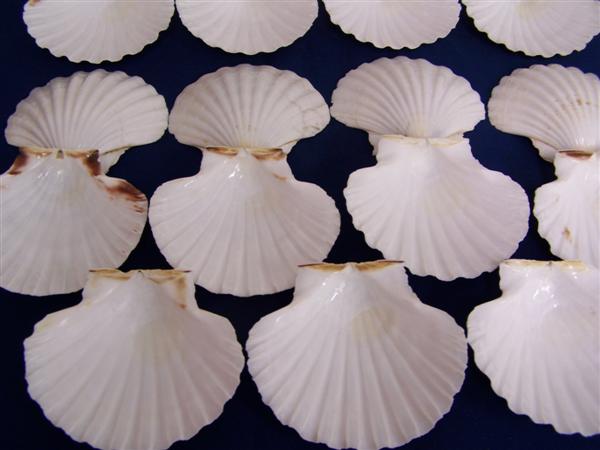 French Mediterranean Scallop Shells - Set of 6