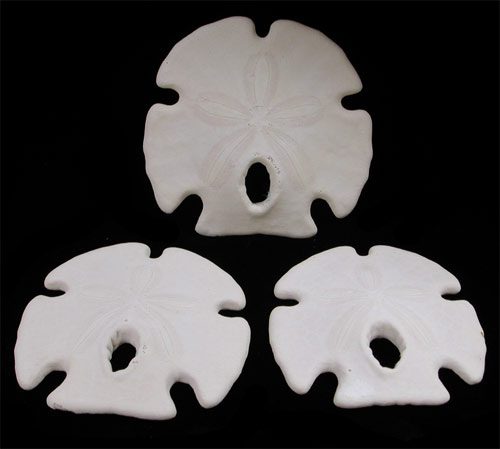 Wholesale Sand Dollars for Crafts - Arrowhead and Keyhole