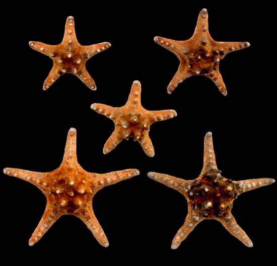 Knobby Starfish  1/16/13