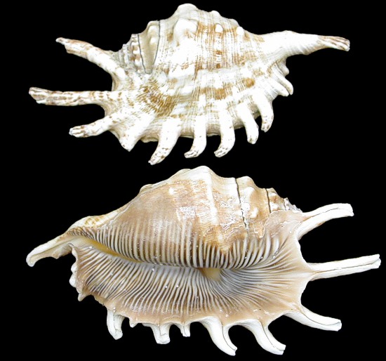 Lambis Milipeda Conch