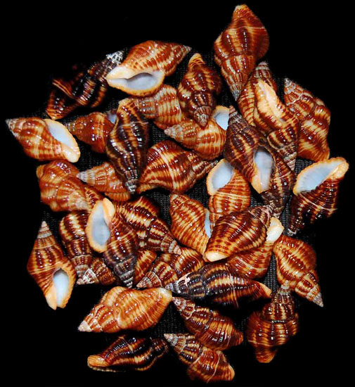 150--Latrius Gibbucus Seashells Natural .5" to .75" 