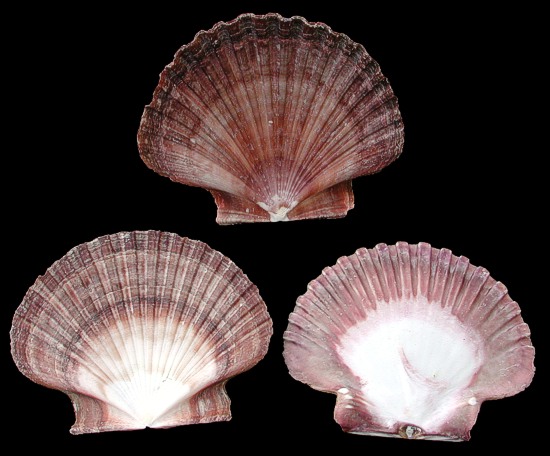 5 Beautiful Pink Purple Flat Scallop Shells Sea Shell Seashell 4" to 4 3/4" 