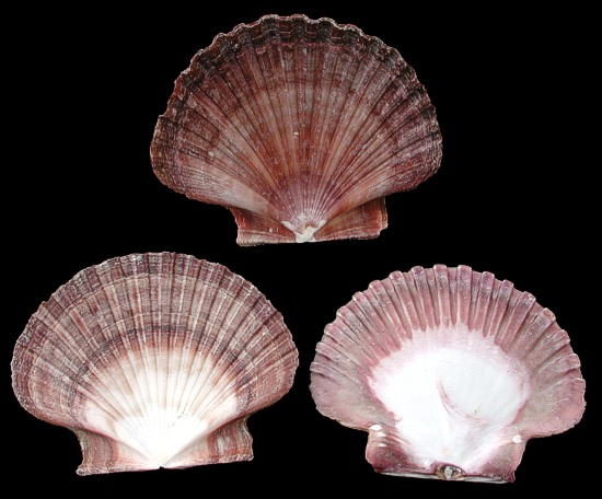 scallop shells many varieties and sizes