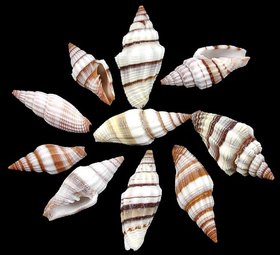 Mitre Shells
