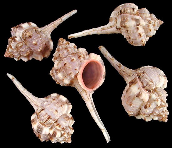 Shell MurexMu haustellum Muricidae 70 mm,Seashell