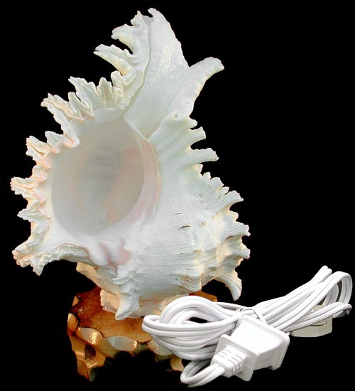 Murex Shell Lamp