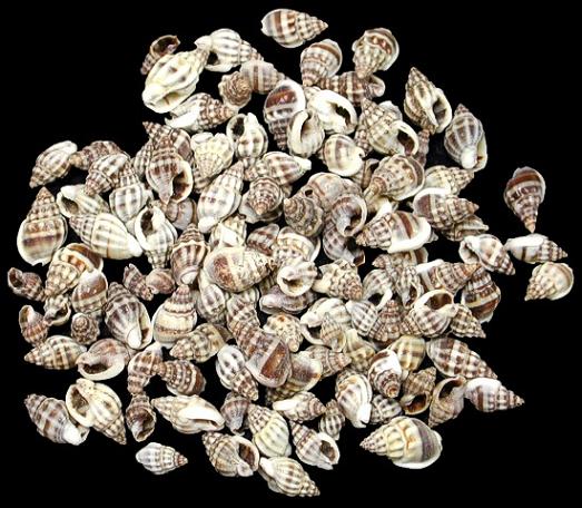 Nassa Persica Shells
