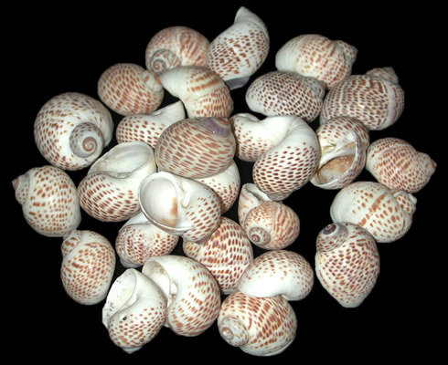 Nautica Tigrina Shell