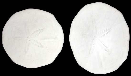 Octagon Sand Dollars