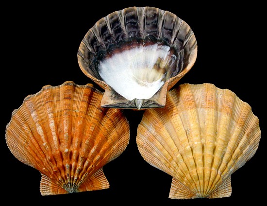 scallop shells many varieties and sizes