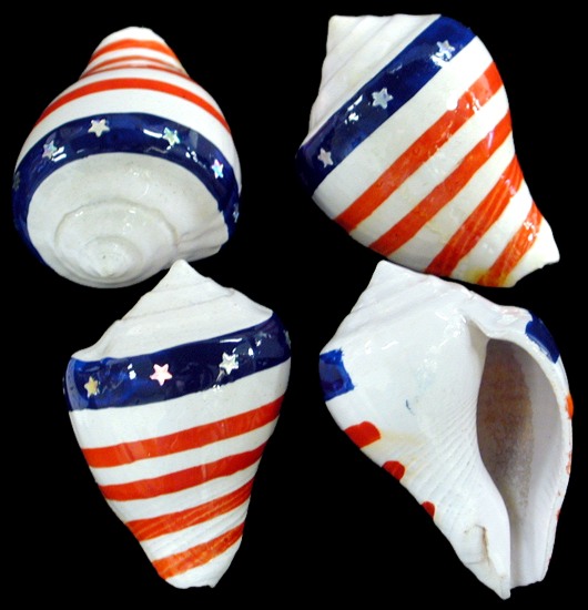 Flag 1 Hermit Crab Shells   10/24/13