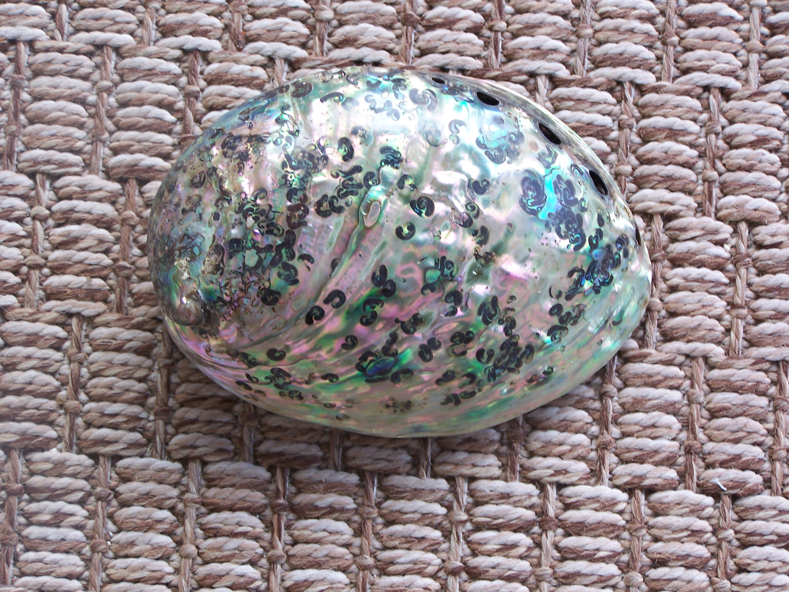 Abalone Shells Variety Best Pricing And Quality