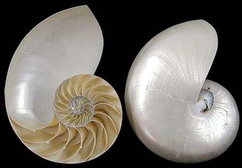 Pearl Nautilus shell center cut  G1-5