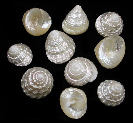 Pearl Top Shells
