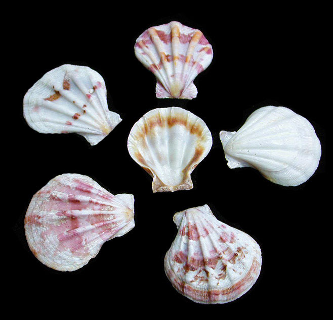 Pectin Amiculam Shell