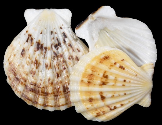 Pectin Radula Shells