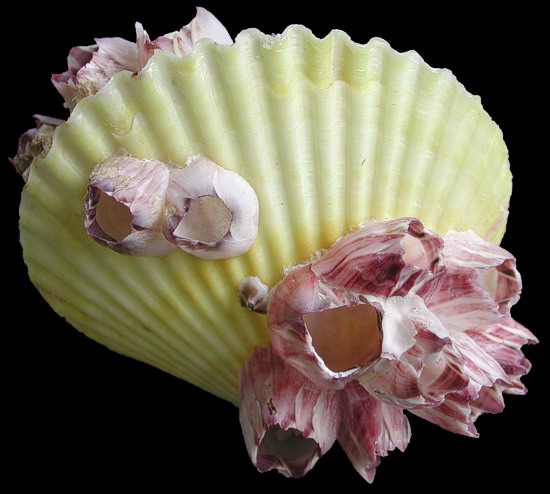 Pectin Singles with Barnacles