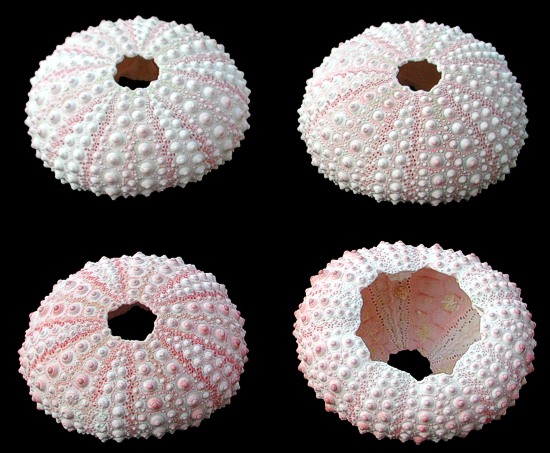 Pink Dyed Sea Urchins