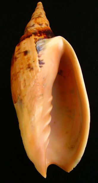 Plaits on the shell aperture