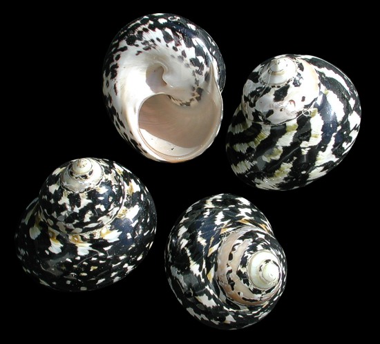 Polished Black Pica Turbo  12/31/12