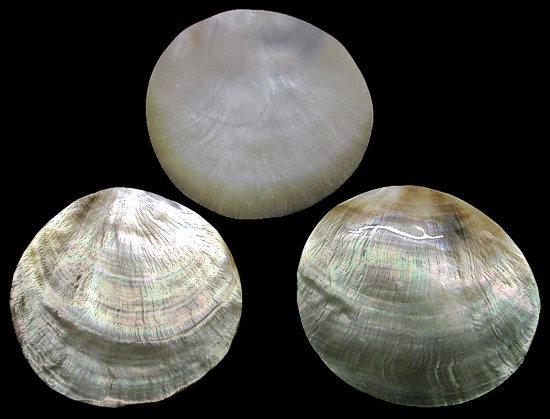 Blacklip Oyster Shell