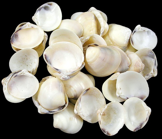 Polished Cay Cay Shells   9/27/13