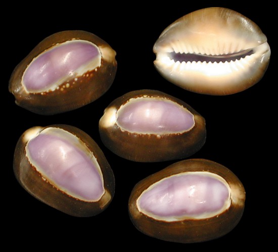 Purple Top Cowry Medium   10/8/13