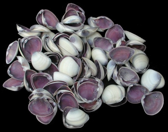 Purple Baby Clams   9/27/13