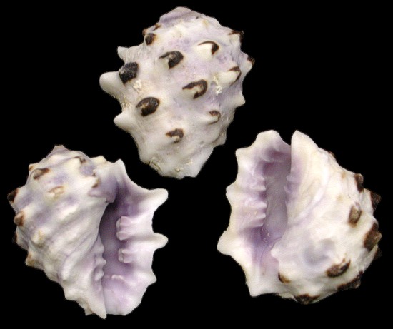 Purple Drupe Shells   