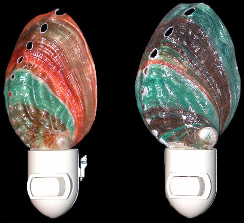 Rainbow Abalone Nitelight  8/17/13