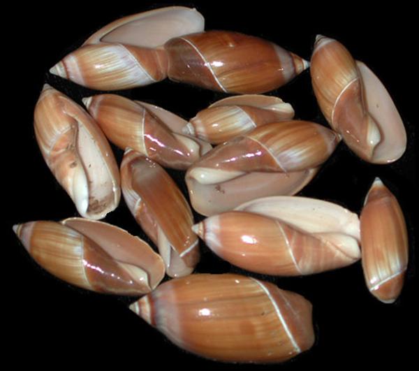 Red Olive Shells