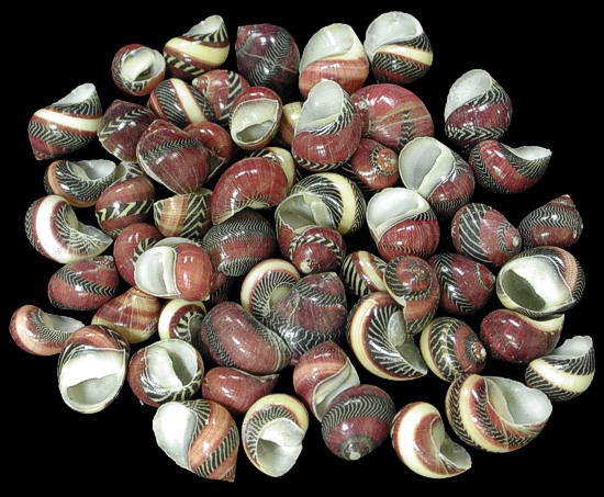 Red Nerites