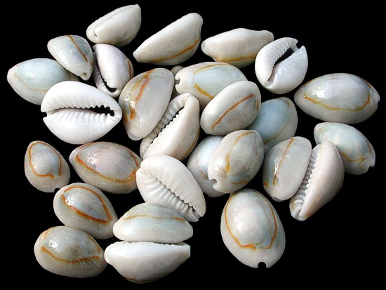 Image result for cowries