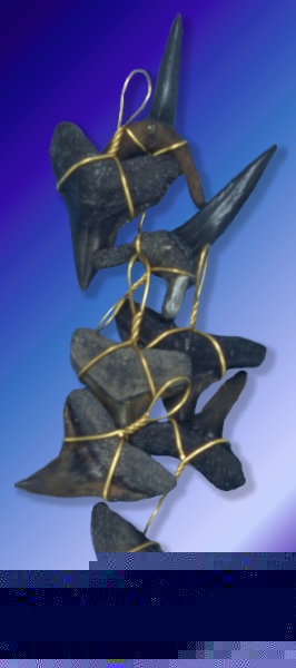 Shark Teeth Fossils with Gold Wire