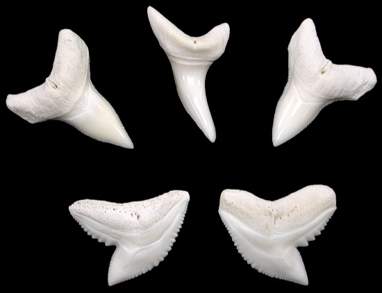 Shark Teeth Mediums