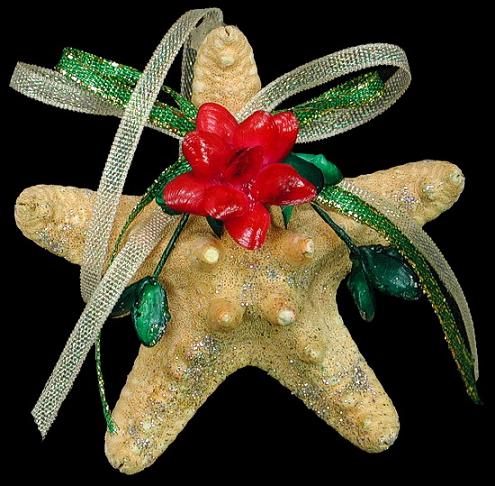  Knobby Star Fish HH1-40   9/27/13