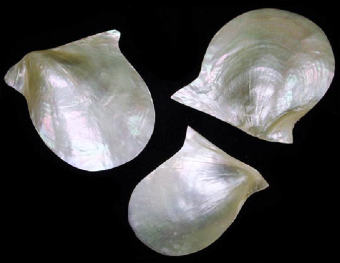 Large, Polished, Mother of Pearl